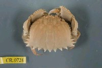 藏品(小型饅頭蟹)的圖片